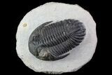 Bargain, Hollardops Trilobite - Nice Eye Detail #66338-1